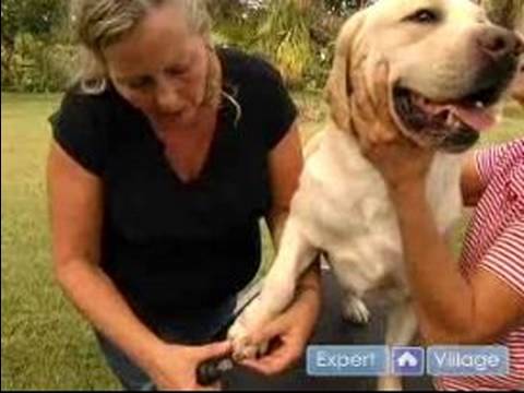 Bir Köpek Bir Köpek Göstermek İçin Hazırlamak: Bir Köpek Göstermek İçin Nasıl Küçük Veya Köpek Eziyet Çivi Resim 1