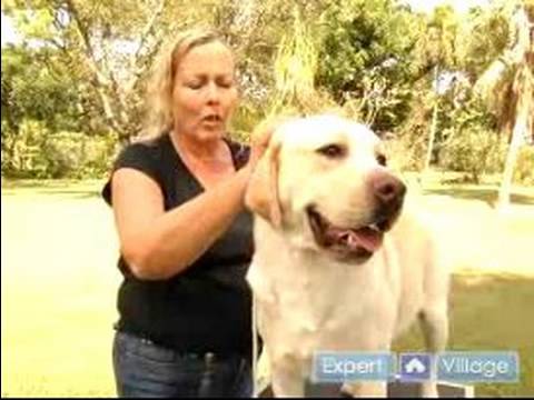 Bir Köpek Bir Köpek Göstermek İçin Hazırlamak: Fırçalar Köpek Göstermek İçin Bakım Türleri Anlamak