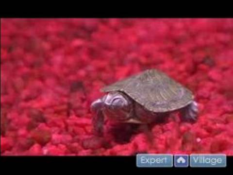 Kaplumbağalar İçin Bakım Nasıl : Kaplumbağalar İçin Veteriner Ziyaretleri 