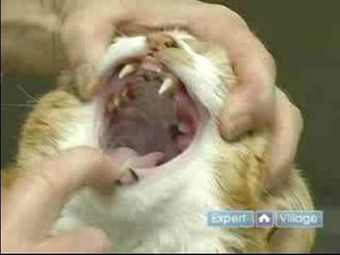 Kedi Diş Sağlığı Ve Diş Bakımı: Bir Sağlıksız Kedi Ağız Lekelenme
