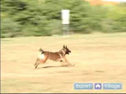 Nasıl Bir Schutzhund Yetiştirmek: Cesaret Testi Schutzhund Koruma İçin Anlamak Resim 1