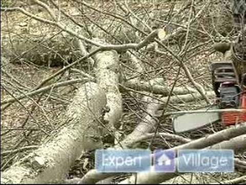 Nasıl Düşmüş Bir Ağaç Odunları Kesmemi: Ana Taşıyıcı Şube Ağaç Kesme Resim 1