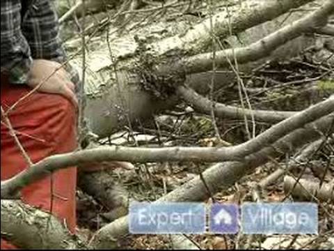 Nasıl Düşmüş Bir Ağaç Odunları Kesmemi: Taşıma Kesmek İçin Nasıl Bir Ağaçtan Şubeleri