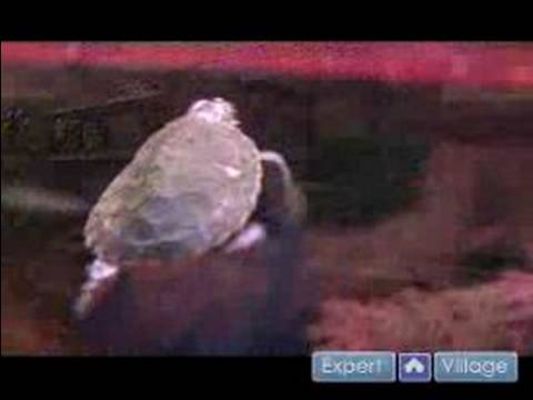 Nasıl Kaplumbağalar İçin Bakım : Bir Kaplumbağa Sahibi Olmanın Maliyeti  Resim 1