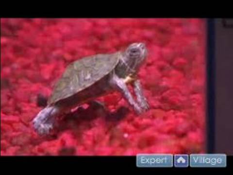 Nasıl Kaplumbağalar İçin Bakım : Kaplumbağa Ömrü & Hazırda Bekleme Alışkanlıkları