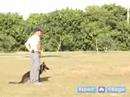 Nasıl Bir Schutzhund Yetiştirmek: Cesaret Testi Schutzhund Koruma İçin Anlamak Resim 2