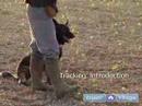 Schutzhund Eğitim Ve Kursları Bir Köpek Dahil: Schutzhund İzleme Anlamak