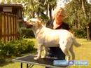 Köpek Gösterisi İçin : Bir Köpek Hazırlamak Bir Tablo Göstermek İçin Bir Köpek Tren  Resim 3
