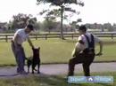Nasıl Bir Schutzhund Yetiştirmek: Koruma Ve Schutzhund Koruma Kabuk İçin Eğitim Resim 3