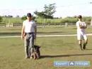 Schutzhund Eğitim Ve Kursları Bir Köpek Dahil: Köpek İtaat Terbiye İçin Bir Schutzhund Anlamak Resim 3