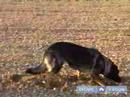 Schutzhund Eğitim Ve Kursları Bir Köpek Dahil: Schutzhund İzleme Anlamak Resim 3