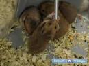 Suriye Veya Altın Hamster Bakımı: Saç Kaybı Ve Kanser Suriye Veya Altın Hamster İçinde Resim 3