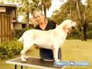 Köpek Gösterisi İçin : Bir Köpek Hazırlamak Bir Tablo Göstermek İçin Bir Köpek Tren  Resim 4