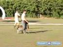 Schutzhund Eğitim Ve Kursları Bir Köpek Dahil: Köpek İtaat Terbiye İçin Bir Schutzhund Anlamak Resim 4
