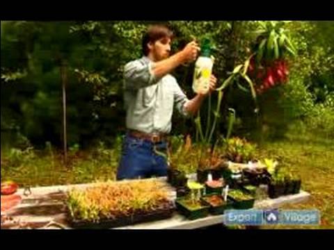 Anlayış Etçil Bitkiler: Etçil Bitkiler Sulama