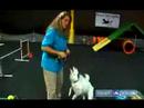 Köpekler İçin Çeviklik Eğitim: Köpek Çeviklik Eğitim Sırasında Mutlak Güçlendirme Kullanın Resim 4