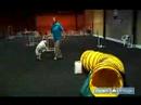 Köpekler İçin Çeviklik Eğitim: Tünel Köpek Çeviklik Eğitim İçin Kullanın Resim 4