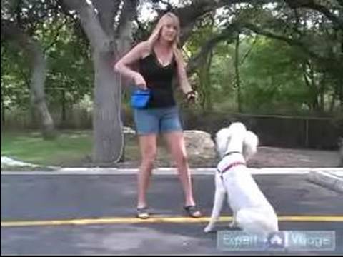 Bir Fino Köpeği Eğitmek İçin Nasıl : Kaniş Senin Bu Köpek İtaat Eğitimi İpuçları Kullanarak Kalmayı Öğretmek  Resim 1