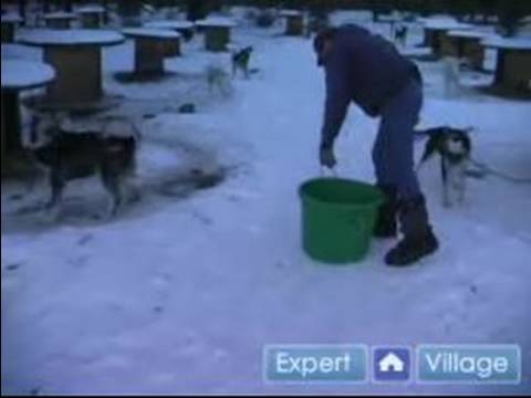 Iditarod İçinde Kızak Köpekleri Yarışı Nasıl : Yarış Kızak Köpekleri Beslemek İçin Nasıl 