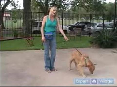 Köpek Eğitmek İçin Nasıl : Temel Köpek Eğitim Aracı Olarak Çatal Yaka Nasıl Kullanılır 