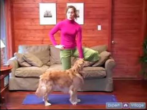 Köpek Yoga Poses Ve Pozisyonlar: Doga Ağaç Poz, Yoga İnsan Duruş Yardım Etmek Bir Konumda Resim 1