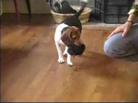 Nasıl Bir Beagle Yetiştirmek: Doğurmak Beagles Özellikleri Resim 1