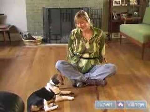 Nasıl Bir Beagle Yetiştirmek: Onun Adı Bu Köpek İtaat Eğitim İpuçları İle Tanımak İçin Beagle Öğretmek Resim 1