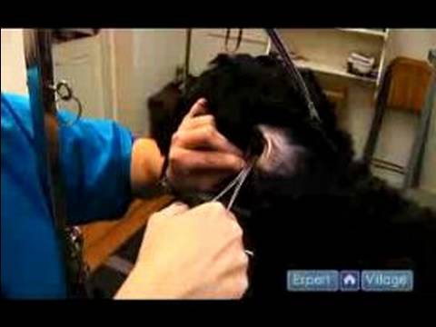 Nasıl Bir Köpek Damat: Nasıl Bir Köpeğin Kulaklarını Temizlemek İçin Resim 1