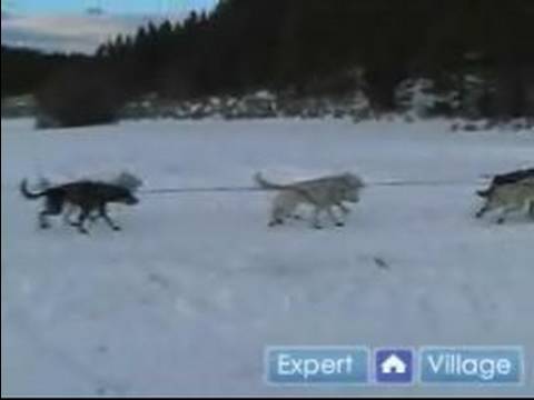 Nasıl İçinde Iditarod Kızak Köpeği Yarışı İçin : Birlikte Yarış Köpekleri Kızak Çete Çizgisi Üzerinde Gruplandırma  Resim 1