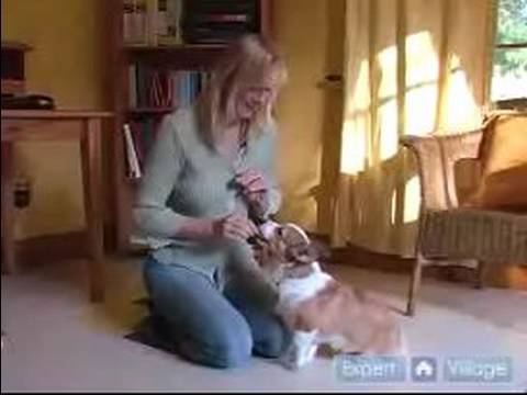 Nasıl Kukla Yetiştirmek: Senin Köpek Yavrusu İçin Sit Aşağı Öğretmek