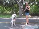 Bir Fino Köpeği Eğitmek İçin Nasıl : Kaniş Komutu Otur Öğretmek 