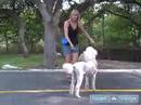 Bir Fino Köpeği Eğitmek İçin Nasıl : Kaniş Senin Bu Köpek İtaat Eğitimi İpuçları Kullanarak Kalmayı Öğretmek 