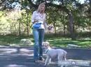 Buğday Korkunç: Nasıl Öğretmek Senin Köpek: İtaat Terbiye Keyif Ve Hileci: Nasıl Bu Ücretsiz Köpek İtaat Terbiye Video Kullanarak Oturmak, Buğday Korkunç Öğretmek Resim 2