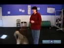 Nasıl Bir Köpek Yapmak Konaklama: Nasıl Ayakta Köpek 