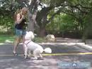 Bir Fino Köpeği Eğitmek İçin Nasıl : Kaniş Komutu Otur Öğretmek  Resim 3