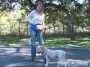 Buğday Korkunç: Nasıl Öğretmek Senin Köpek: İtaat Terbiye Keyif Ve Hileci: Nasıl Bu Ücretsiz Köpek İtaat Terbiye Video Kullanarak Oturmak, Buğday Korkunç Öğretmek Resim 3