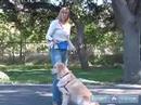 Golden Retriever Nasıl Tren : Oturmak Golden Retriever Köpek Öğretmek Nasıl  Resim 3