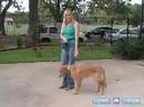 Köpek Eğitmek İçin Nasıl : Temel Köpek Eğitim Aracı Olarak Çatal Yaka Nasıl Kullanılır  Resim 3
