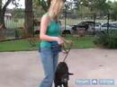 Köpek Eğitmek İçin Nasıl : Temel Köpek Eğitim Aracı Olarak Kafasına Bir Yular Kullanın Nasıl  Resim 3