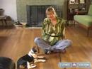 Nasıl Bir Beagle Yetiştirmek: Onun Adı Bu Köpek İtaat Eğitim İpuçları İle Tanımak İçin Beagle Öğretmek Resim 3
