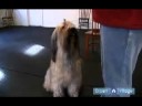 Nasıl Bir Köpek Yapmak Konaklama: Nasıl Bir Oturma Köpek 