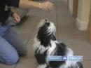 Nasıl Yaşlı Bir Köpeğe Yeni Numaralar Öğretmek : Bir Köpek Dilenmek İçin Eğitim  Resim 3