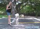 Bir Fino Köpeği Eğitmek İçin Nasıl : Kaniş Komutu Otur Öğretmek  Resim 4