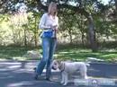 Buğday Korkunç: Nasıl Öğretmek Senin Köpek: İtaat Terbiye Keyif Ve Hileci: Nasıl Bu Ücretsiz Köpek İtaat Terbiye Video Kullanarak Oturmak, Buğday Korkunç Öğretmek Resim 4