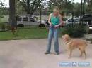 Köpek Eğitmek İçin Nasıl : Temel Köpek Eğitim Aracı Olarak Çatal Yaka Nasıl Kullanılır  Resim 4