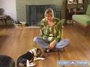 Nasıl Bir Beagle Yetiştirmek: Onun Adı Bu Köpek İtaat Eğitim İpuçları İle Tanımak İçin Beagle Öğretmek Resim 4