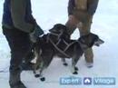 Nasıl İçinde Iditarod Kızak Köpeği Yarışı İçin : Birlikte Yarış Köpekleri Kızak Çete Çizgisi Üzerinde Gruplandırma  Resim 4