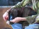 Nasıl Kukla Yetiştirmek: Nasıl Senin Köpek Yavrusu Çivi Kırpmaya Resim 4