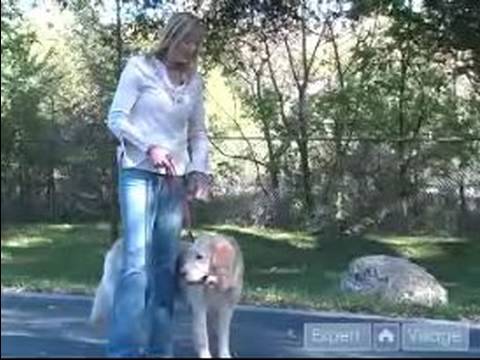 Golden Retriever Nasıl Tren : Topuk Golden Retriever Köpek Öğretmek Nasıl 