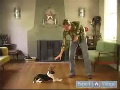 Nasıl Bir Beagle Yetiştirmek: Nasıl Bu Köpek İtaat Eğitim İpuçlarını Kullanarak Bırakmaya, Beagle Öğretmek Resim 1